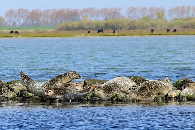 Zeehonden in Zeeland